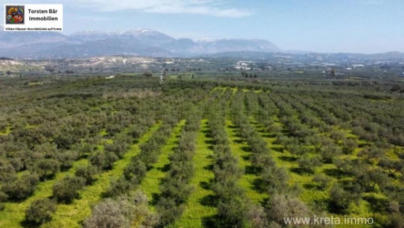 Sivas Kreta, Sivas - Olivenhain - 27.514 m² Grundstück kaufen